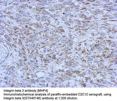 Integrin beta 3 antibody [MHF4], GeneTex