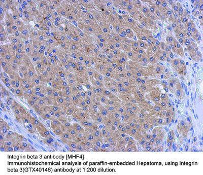 Integrin beta 3 antibody [MHF4], GeneTex