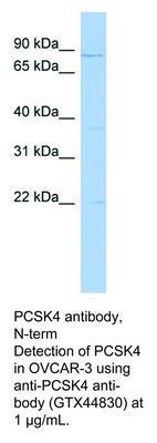 PCSK4 antibody, N-term, GeneTex