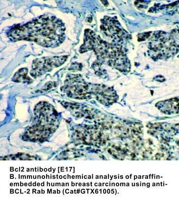 Bcl2 antibody [E17], GeneTex