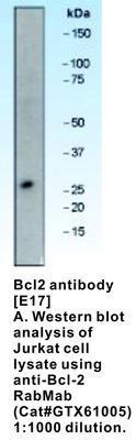 Bcl2 antibody [E17], GeneTex