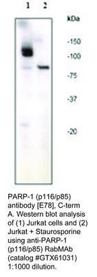 PARP-1 (p116/p85) antibody [E78], C-term, GeneTex