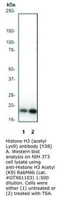 Histone H3 (acetyl Lys9) antibody [Y28], GeneTex