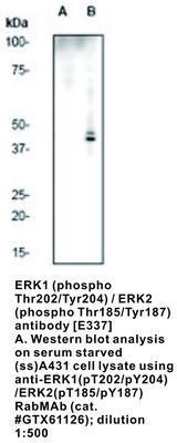 ERK1 (phospho Thr202/Tyr204) / ERK2 (phospho Thr185/Tyr187) antibody [E337], GeneTex