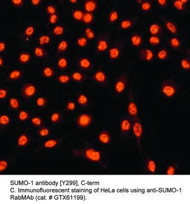 SUMO-1 antibody [Y299], C-term, GeneTex