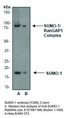 SUMO-1 antibody [Y299], C-term, GeneTex