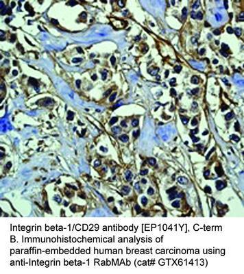 Integrin beta-1/CD29 antibody [EP1041Y], C-term, GeneTex