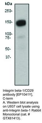 Integrin beta-1/CD29 antibody [EP1041Y], C-term, GeneTex