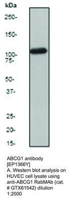 ABCG1 antibody [EP1366Y], GeneTex