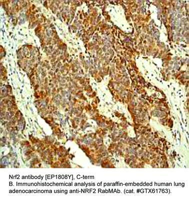 Nrf2 antibody [EP1808Y], C-term, GeneTex