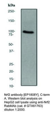 Nrf2 antibody [EP1808Y], C-term, GeneTex