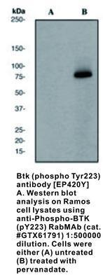 Btk (phospho Tyr223) antibody [EP420Y], GeneTex