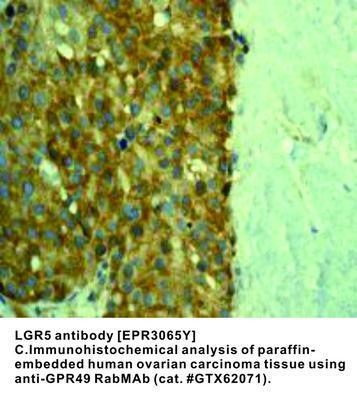 LGR5 antibody [EPR3065Y], GeneTex