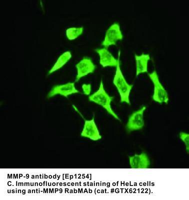 MMP-9 antibody [EP1254], GeneTex