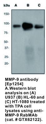 MMP-9 antibody [EP1254], GeneTex