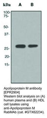 Apolipoprotein M antibody [EPR2904], GeneTex