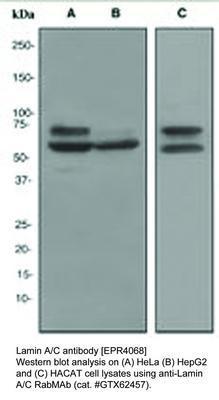 Lamin A/C antibody [EPR4068], GeneTex