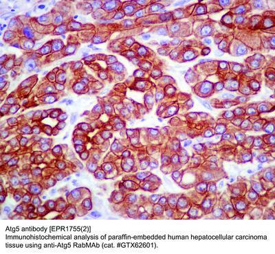 Atg5 antibody [EPR1755(2)], GeneTex