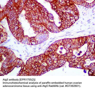 Atg5 antibody [EPR1755(2)], GeneTex