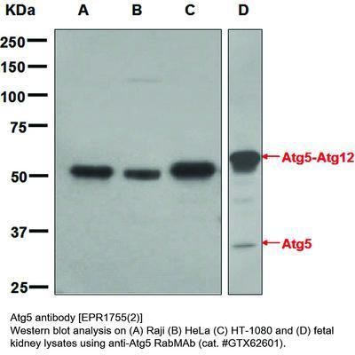 Atg5 antibody [EPR1755(2)], GeneTex