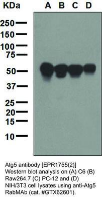 Atg5 antibody [EPR1755(2)], GeneTex