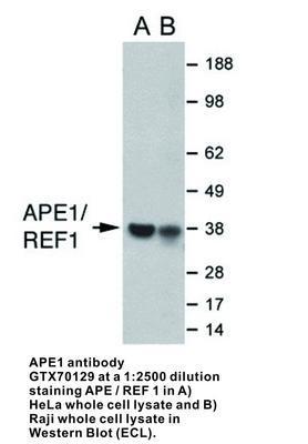 APE1 antibody - Rabbit Polyclonal - WB - 100µl, GeneTex