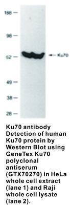 Ku70 antibody - 50µl, GeneTex