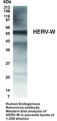 Human Endogenous Retrovirus antibody, GeneTex