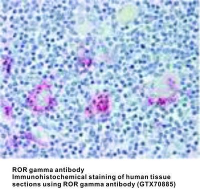 ROR gamma antibody (Ligand-Binding Domain) - Rabbit Polyclonal - IHC-P - 25µg, GeneTex