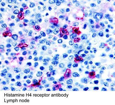 Histamine H4 receptor antibody - Rabbit Polyclonal - IHC-P - 25µg, GeneTex