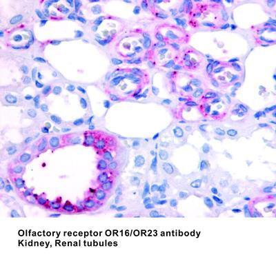 Olfactory receptor OR16/OR23 antibody, GeneTex