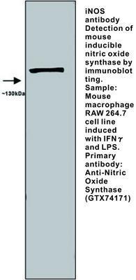 iNOS antibody - 50µl, GeneTex