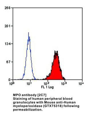 MPO antibody [2C7] - 40 µg, GeneTex