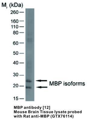 MBP antibody [12], GeneTex