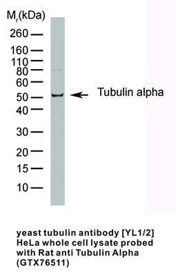 yeast tubulin antibody [YL1/2], GeneTex