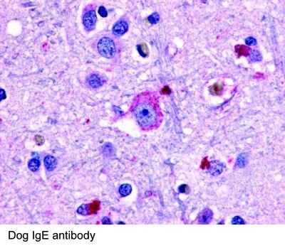 Dog IgE antibody, GeneTex