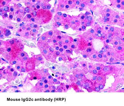 Mouse IgG2c antibody (HRP), GeneTex