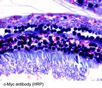 c-Myc antibody (HRP) - 100µg, GeneTex