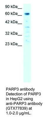 PARP3 antibody, GeneTex