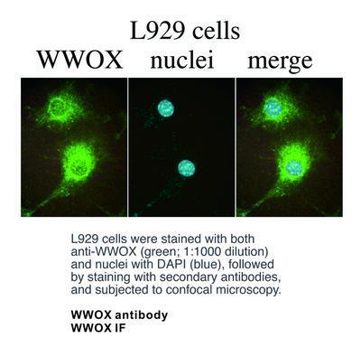 WWOX antibody - 100µg, GeneTex