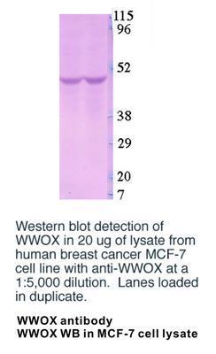 WWOX antibody - 100µg, GeneTex