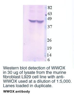 WWOX antibody - 100µg, GeneTex