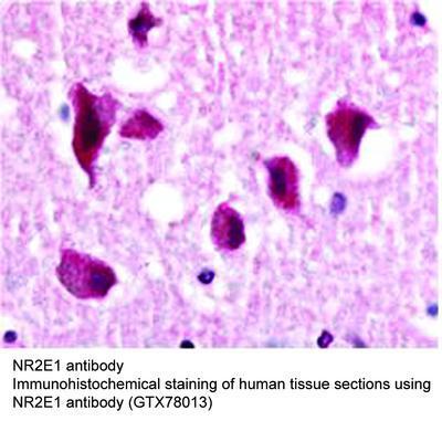 NR2E1 antibody, GeneTex