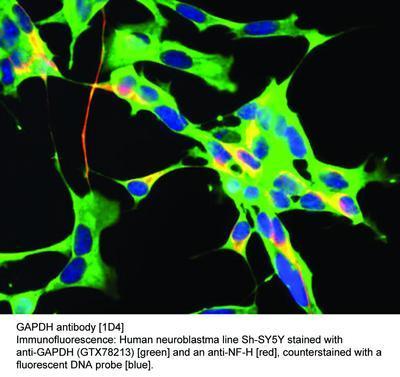 GAPDH antibody [1D4], GeneTex