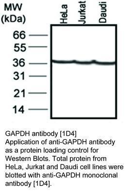 GAPDH antibody [1D4], GeneTex