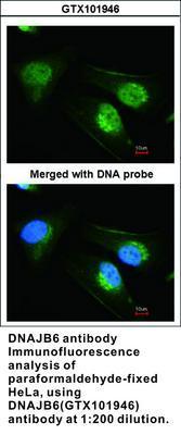 DNAJB6 antibody, GeneTex