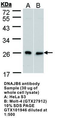 DNAJB6 antibody, GeneTex