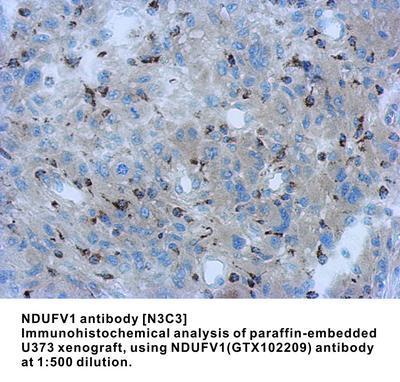 NDUFV1 antibody [N3C3], GeneTex