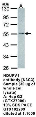 NDUFV1 antibody [N3C3], GeneTex