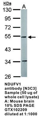 NDUFV1 antibody [N3C3], GeneTex